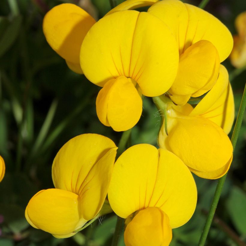 Lotus corniculatus - Gewone rolklaver (Bloei)
