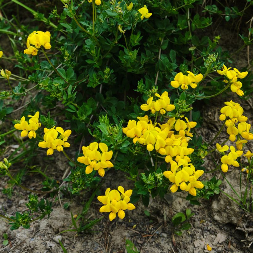 Lotus corniculatus - Gewone rolklaver (Groeiplaats)
