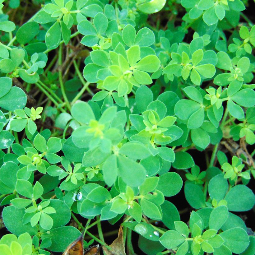 Lotus corniculatus Plenus - Gewone rolklaver (Blad)