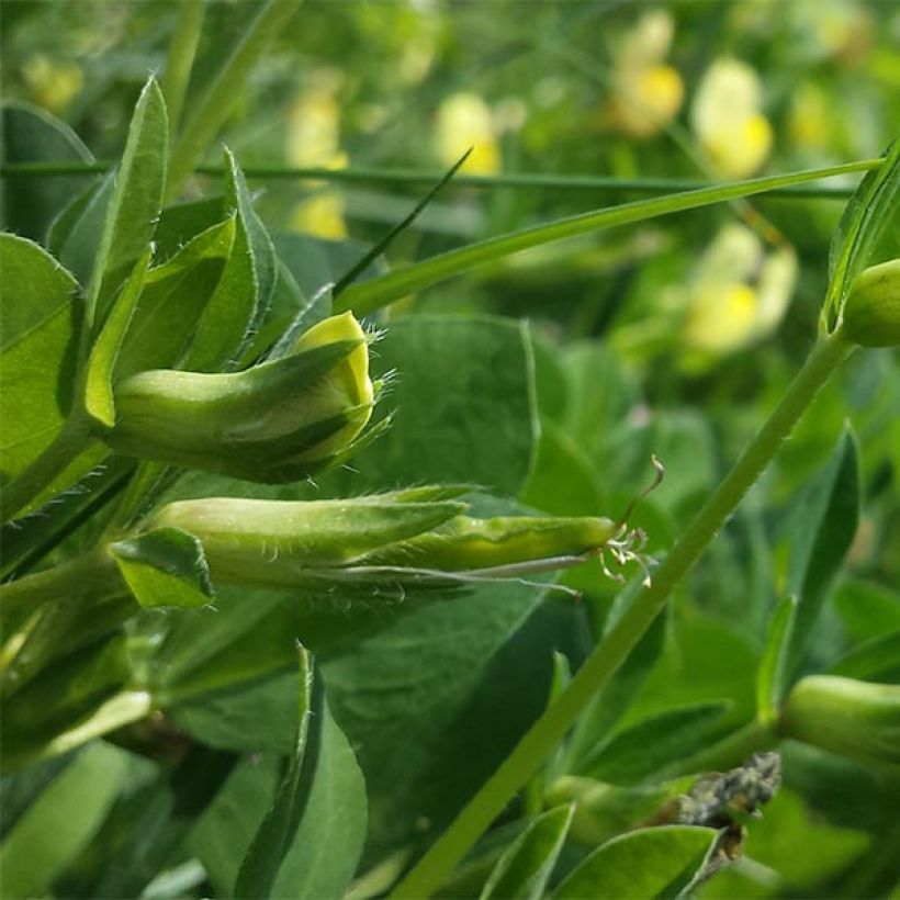 Lotus maritimus - Hauwklaver (Blad)