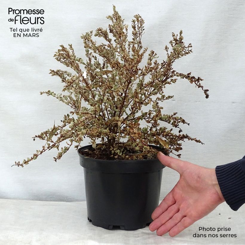 Exemplaar van Luma apiculata Glanleam Gold - Chileense mirte Pot van 3 l/4 l zoals geleverd in de lente