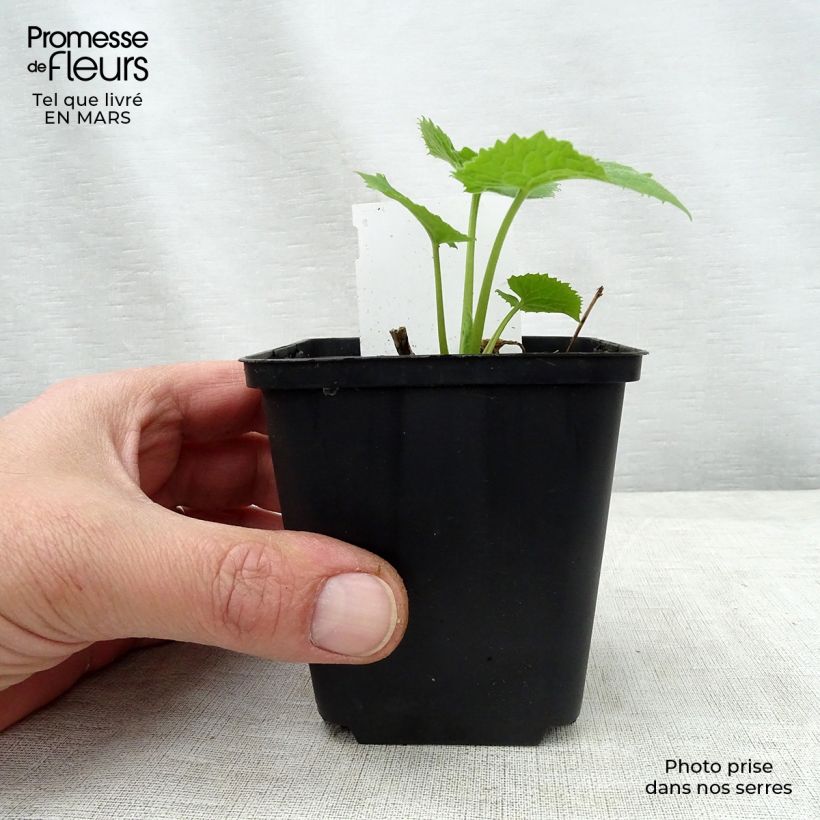 Exemplaar van Lunaria rediviva - Wilde judaspenning Kweekpotje van 8/9 cm zoals geleverd in de lente