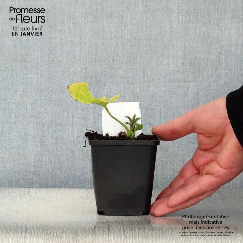 Example of Lunaire vivace - Lunaria rediviva Kweekpotje van 8/9 cm as you get in hiver