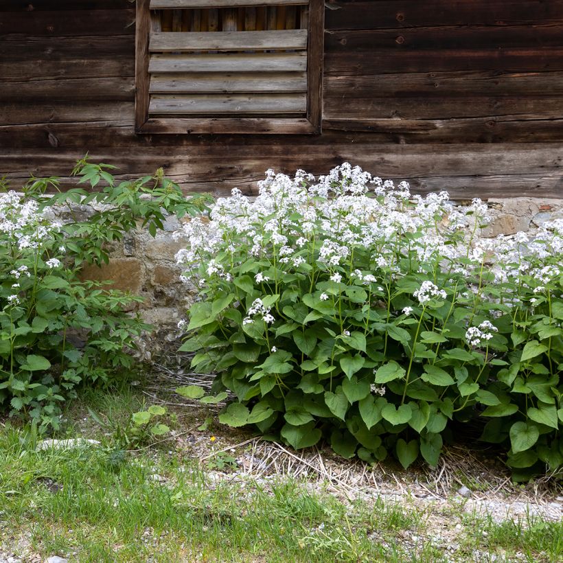 Lunaria rediviva - Wilde judaspenning (Groeiplaats)