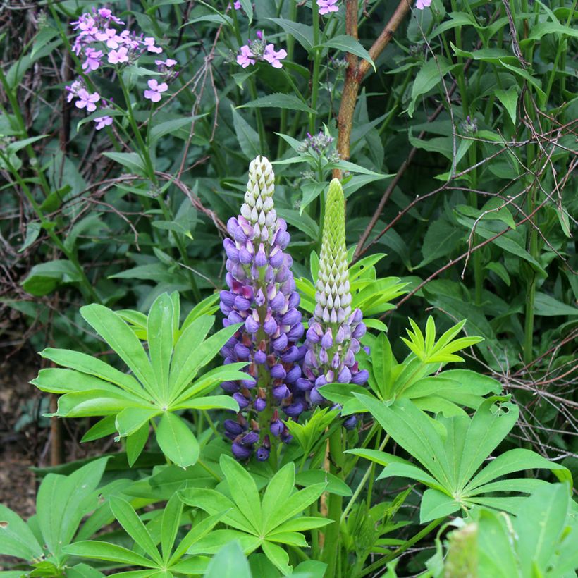 Lupine Gallery Blue - Lupine (Bloei)