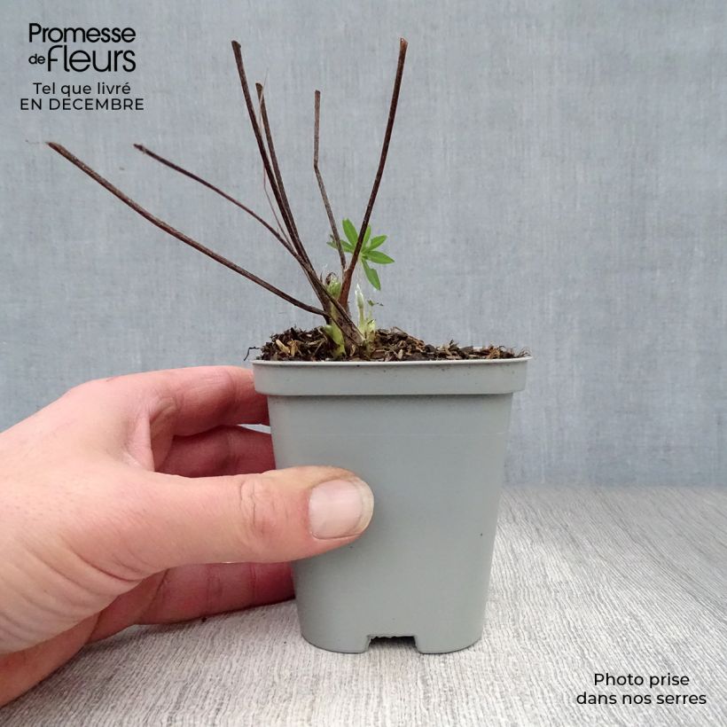 Example of Lupin Gallery Blue Kweekpotje van 8/9 cm as you get in hiver