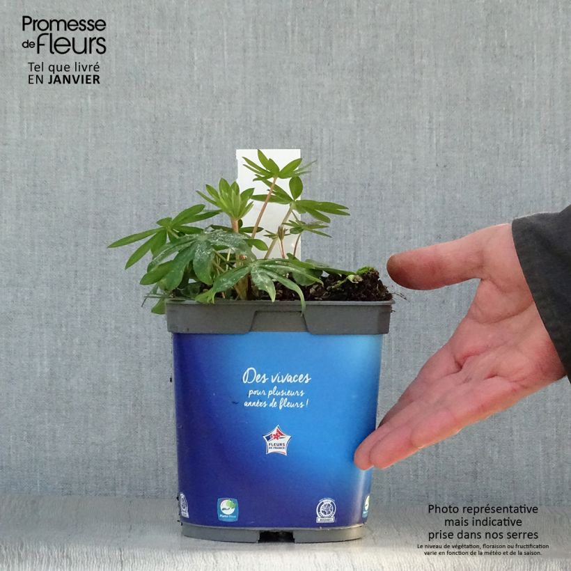 Example of Lupin Gallery Blue Pot van 2 l/3 l as you get in hiver