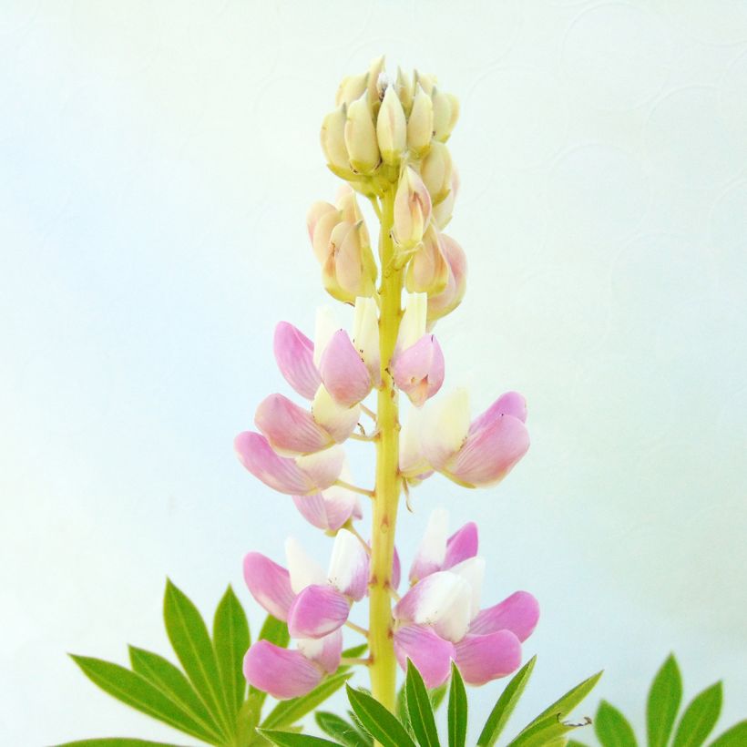 Lupine Gallery Pink - Lupine (Flowering)