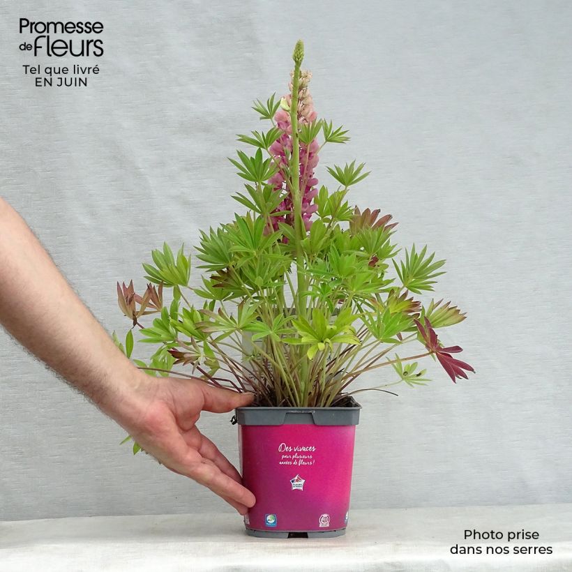 Exemplaar van Lupine Gallery Pink - Lupine Pot van 2 l/3 l zoals geleverd in de zomer