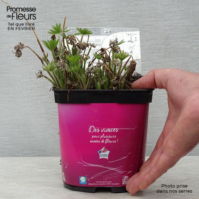 Example of Lupin Gallery Pink Pot van 2 l/3 l as you get in hiver