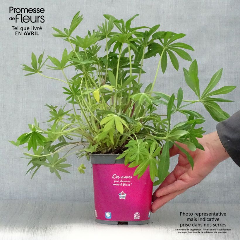 Exemplaar van Lupine Gallery Pink - Lupine Pot van 2 l/3 l zoals geleverd in de lente