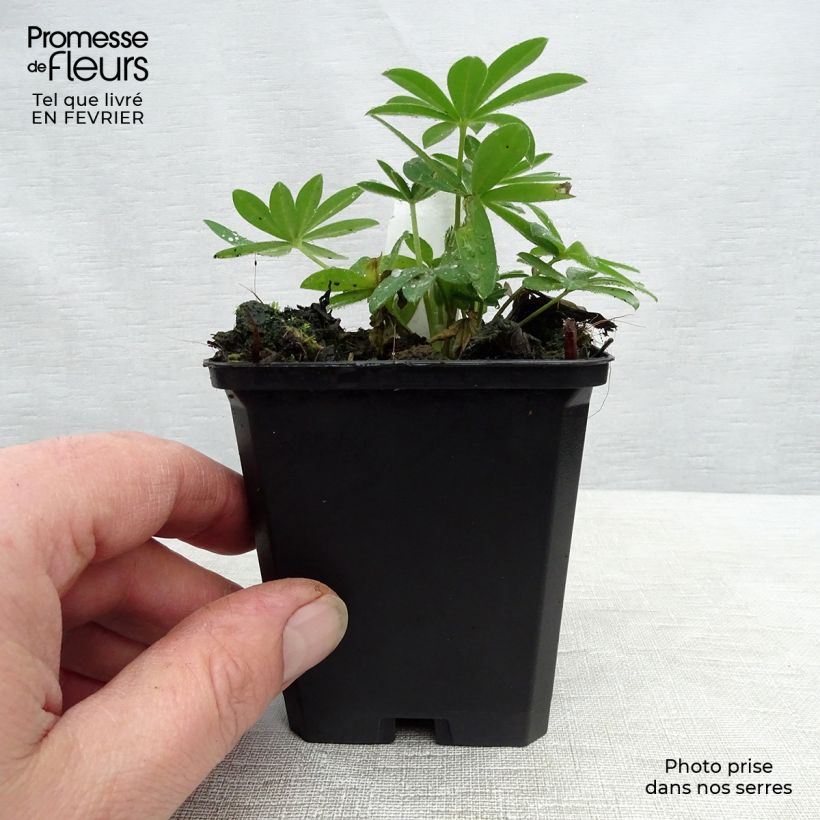 Example of Lupin Gallery Pink Kweekpotje van 8/9 cm as you get in hiver