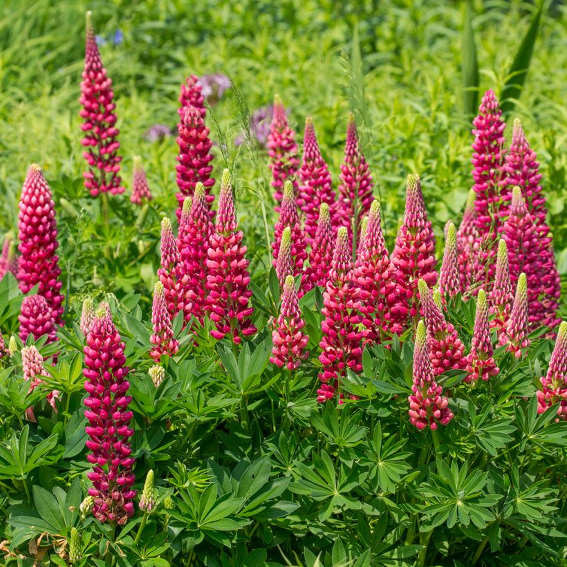 Lupine Gallery Rood - Lupine (Groeiplaats)