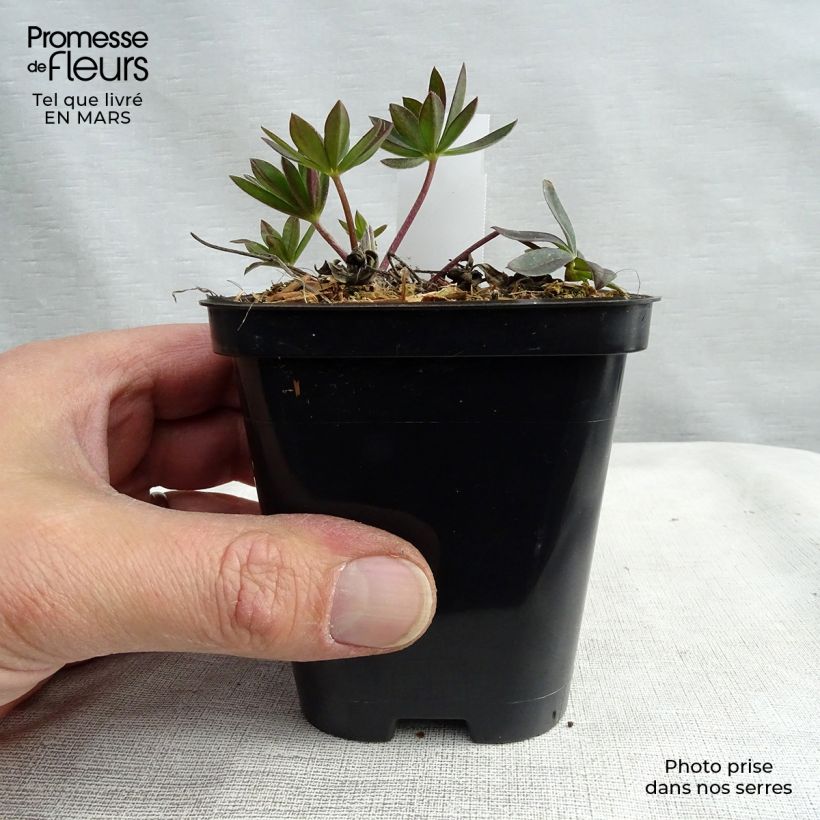 Example of Lupin Gallery Red Kweekpotje van 8/9 cm as you get in hiver
