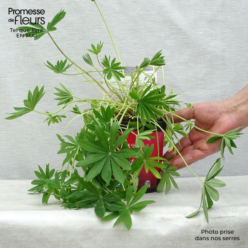 Exemplaar van Lupine Gallery Rood - Lupine Pot van 2 l/3 l zoals geleverd in de lente
