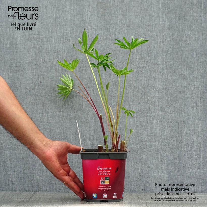 Exemplaar van Lupine Gallery Rood - Lupine Pot van 2 l/3 l zoals geleverd in de zomer