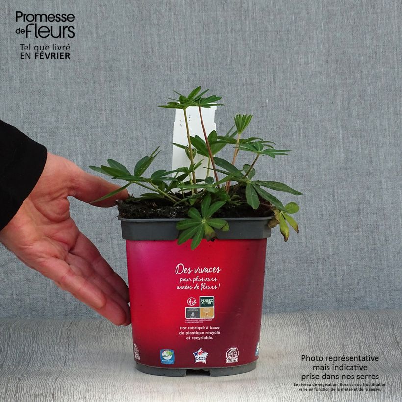 Example of Lupin Gallery Red Pot van 2 l/3 l as you get in hiver