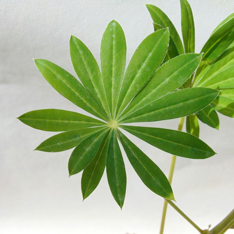 Lupine Gallery Wit - Lupine (Foliage)