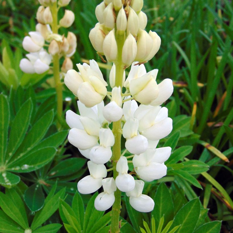 Lupine Gallery Wit - Lupine (Flowering)
