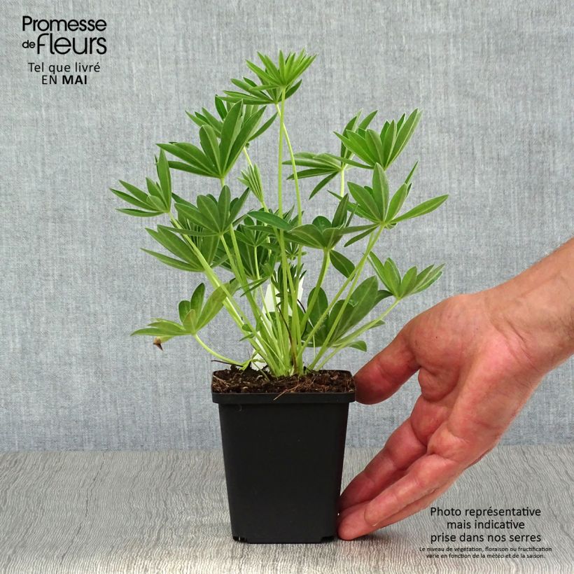 Exemplaar van Lupine Gallery Wit - Lupine Kweekpotje van 8/9 cm zoals geleverd in de lente