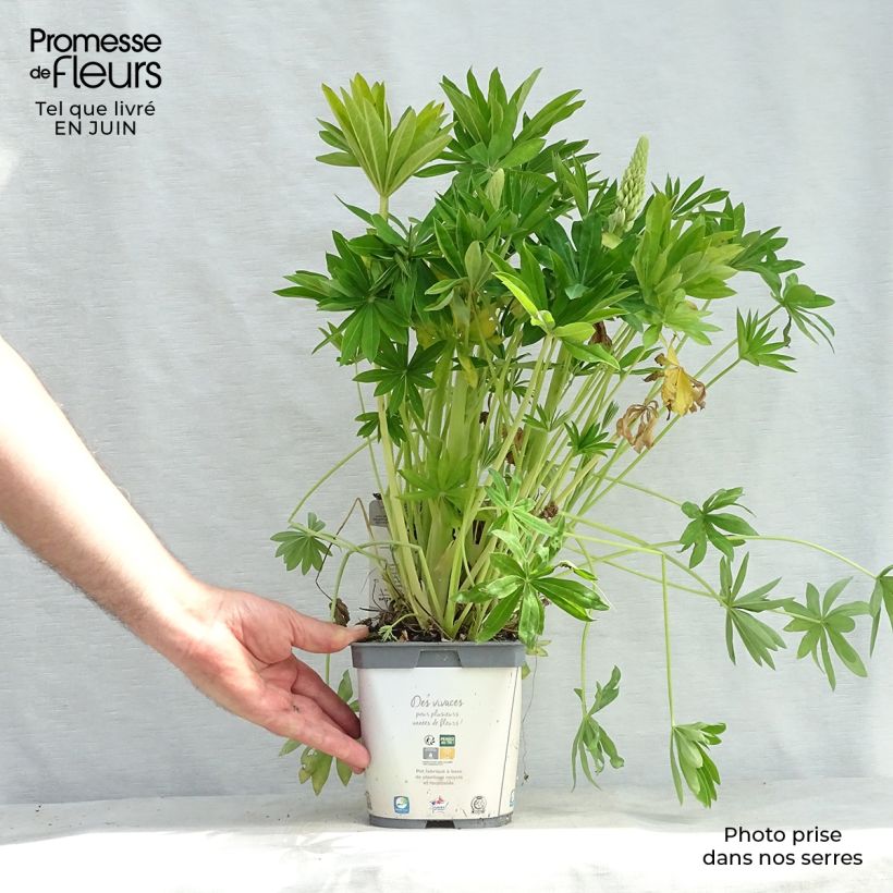 Exemplaar van Lupine Gallery Wit - Lupine Pot van 2 l/3 l zoals geleverd in de zomer