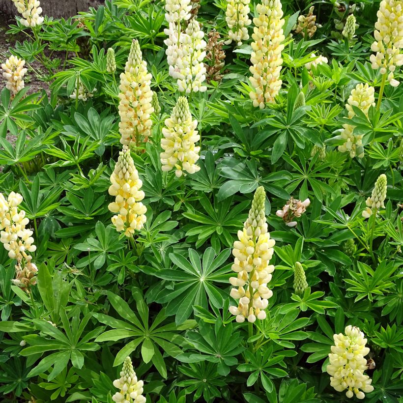 Lupine Gallery Yellow - Lupine (Plant habit)