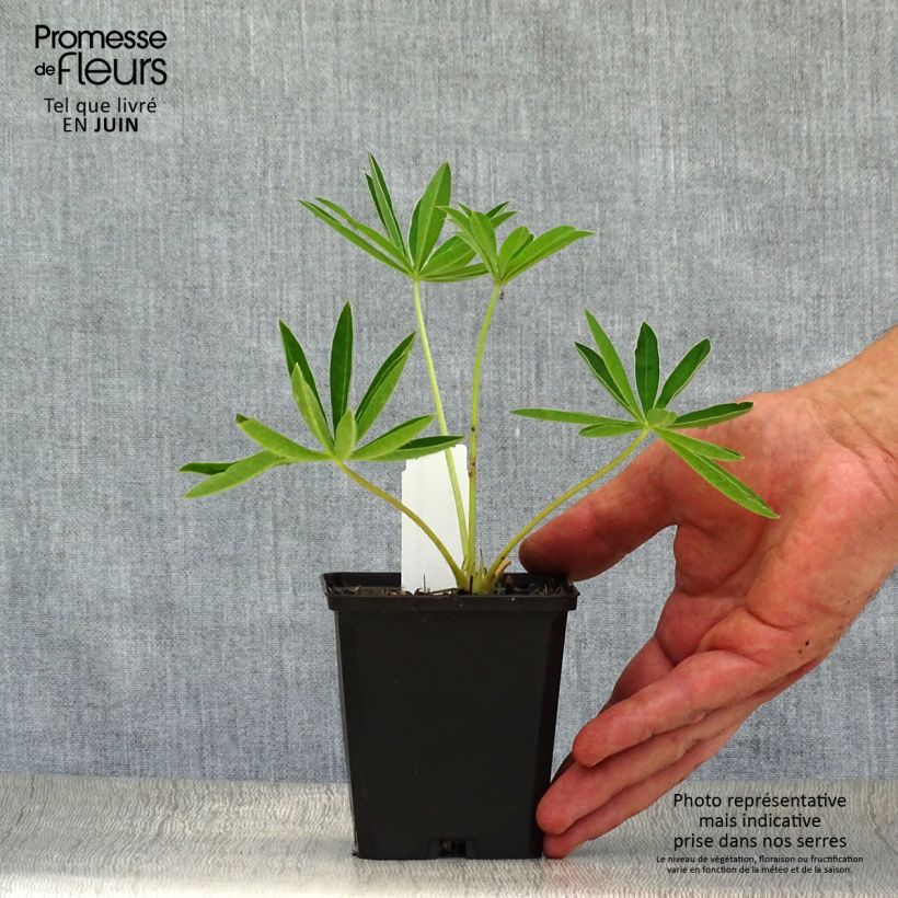 Exemplaar van Lupine Gallery Yellow - Lupine Kweekpotje van 8/9 cm zoals geleverd in de zomer