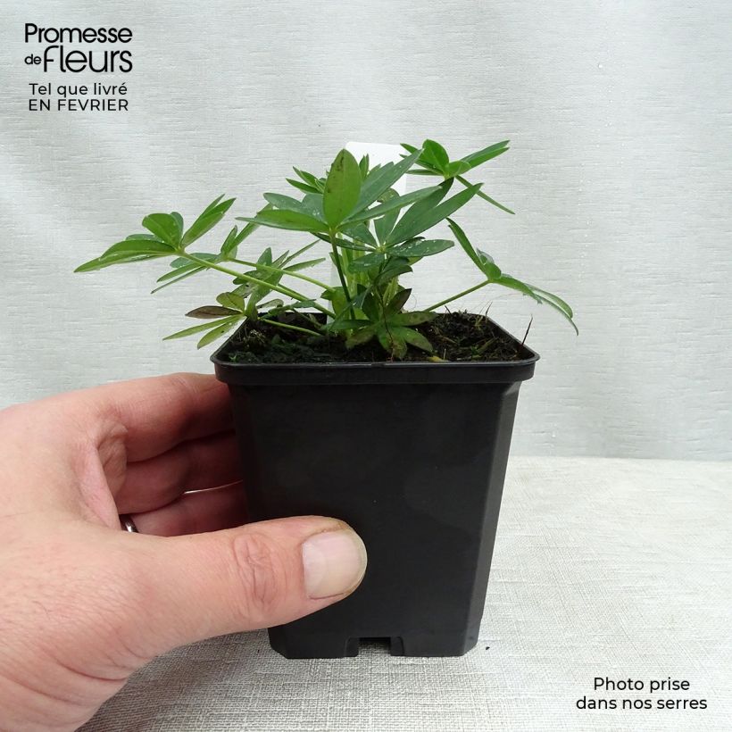 Example of Lupin Gallery Yellow Kweekpotje van 8/9 cm as you get in hiver