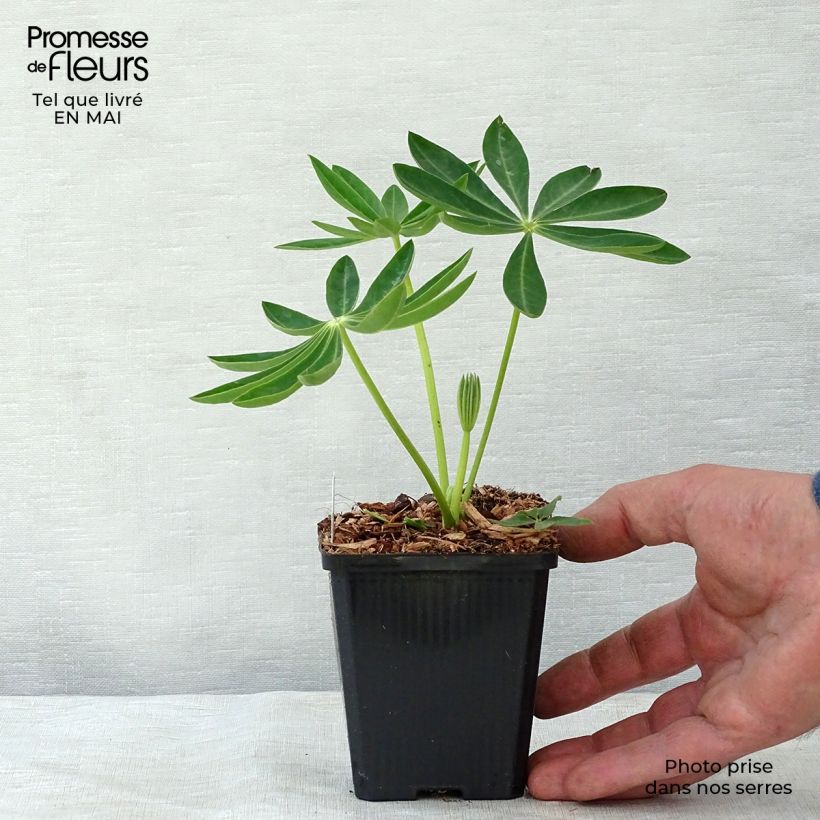 Exemplaar van Lupine Gallery Yellow - Lupine Kweekpotje van 8/9 cm zoals geleverd in de lente