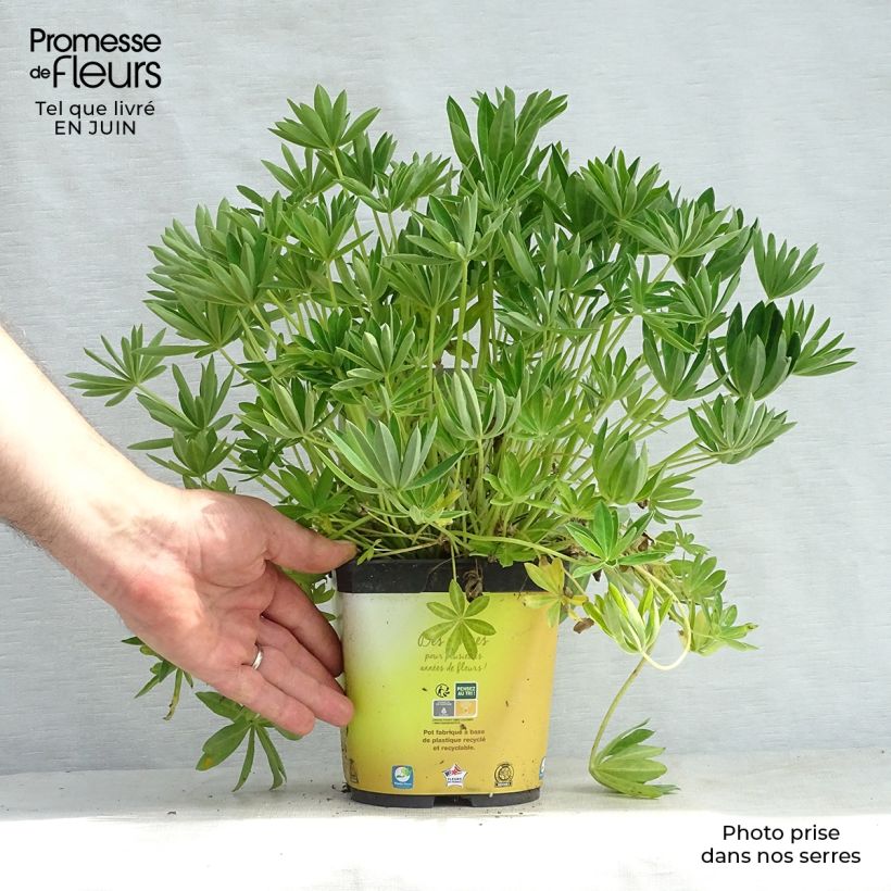 Exemplaar van Lupine Gallery Yellow - Lupine Pot van 2 l/3 l zoals geleverd in de zomer