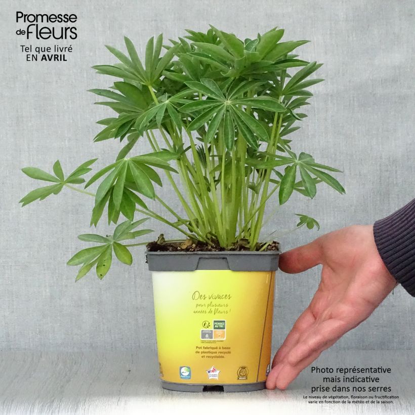 Exemplaar van Lupine Gallery Yellow - Lupine Pot van 2 l/3 l zoals geleverd in de lente