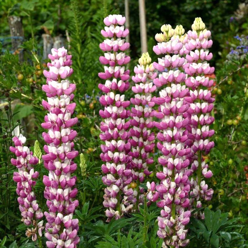 Lupinus La Chatelaine Roze - Lupine (Flowering)