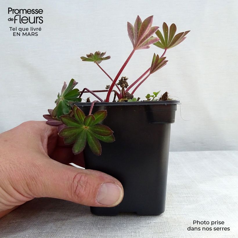 Exemplaar van Lupinus La Chatelaine Roze - Lupine Kweekpotje van 7/8 cm zoals geleverd in de lente