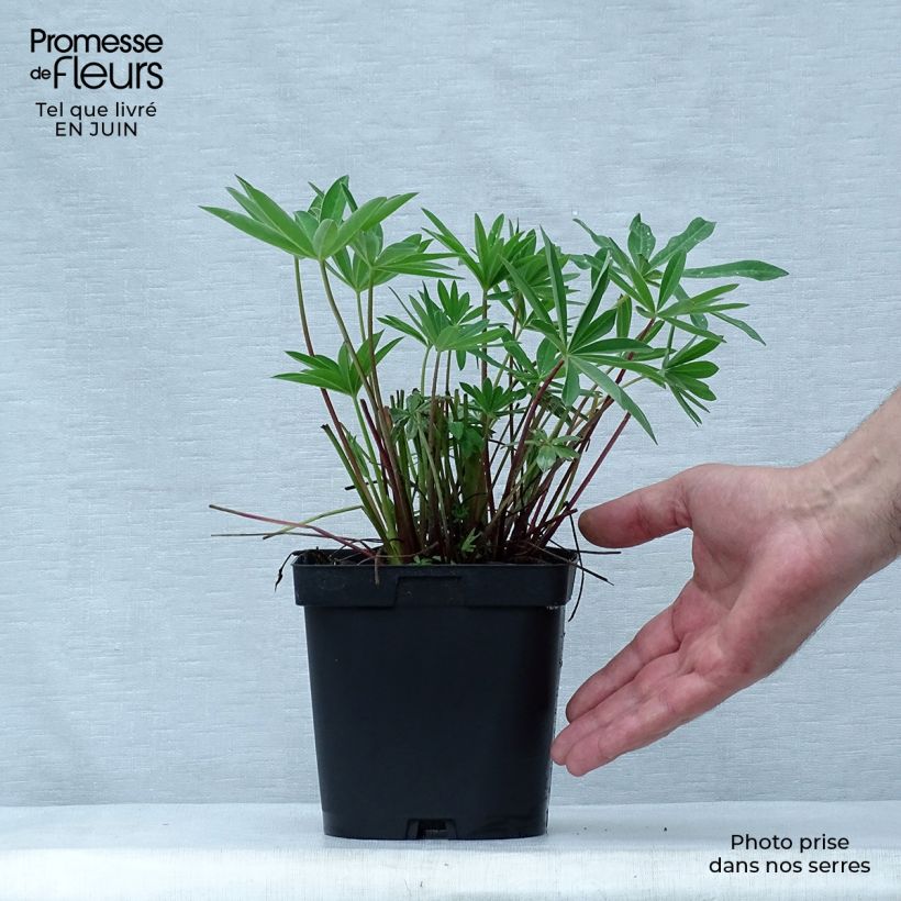 Exemplaar van Lupinus La Chatelaine Roze - Lupine Pot van 2 l/3 l zoals geleverd in de zomer
