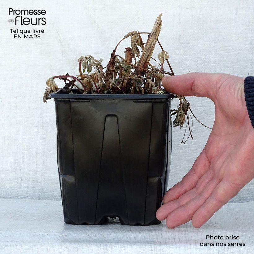 Exemplaar van Lupinus La Chatelaine Roze - Lupine Pot van 2 l/3 l zoals geleverd in de lente