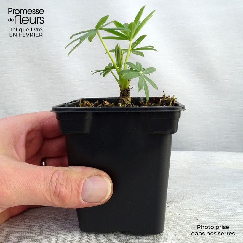 Example of Lupin La Demoiselle (Noble Maiden) blanc Kweekpotje van 7/8 cm as you get in hiver