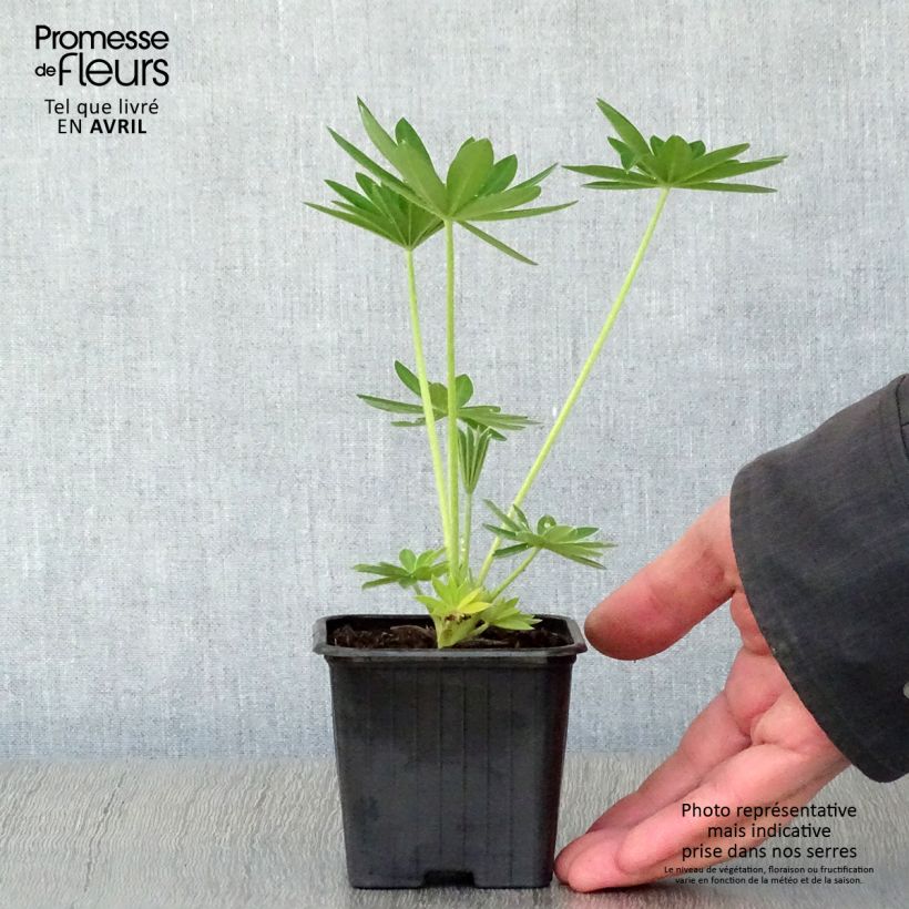 Exemplaar van Lupinus polyphyllus Noble Maiden - Lupine Kweekpotje van 7/8 cm zoals geleverd in de lente