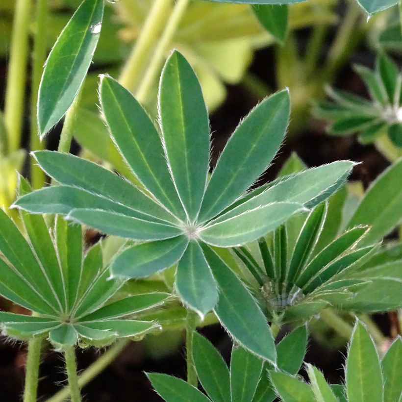 Lupinus polyphyllus Noble Maiden - Lupine (Foliage)