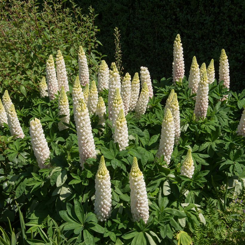 Lupinus polyphyllus Noble Maiden - Lupine (Groeiplaats)