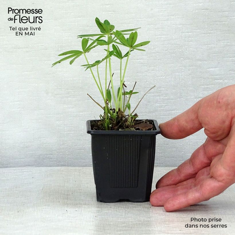 Exemplaar van Lupinus Chandelier - Lupine Kweekpotje van 7/8 cm zoals geleverd in de lente