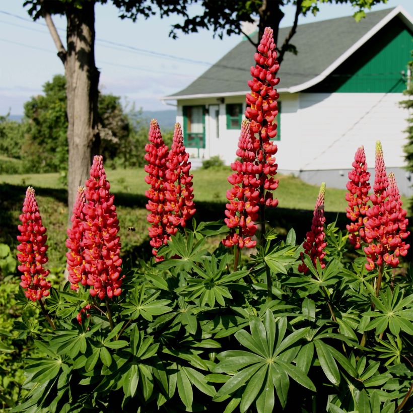 Lupinus Les Pages - Lupine (Plant habit)