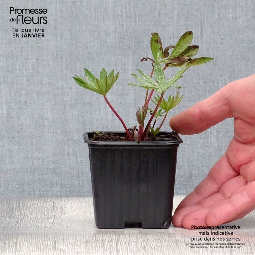 Example of Lupin Mon Chateau (My Castle) rouge Kweekpotje van 7/8 cm as you get in hiver