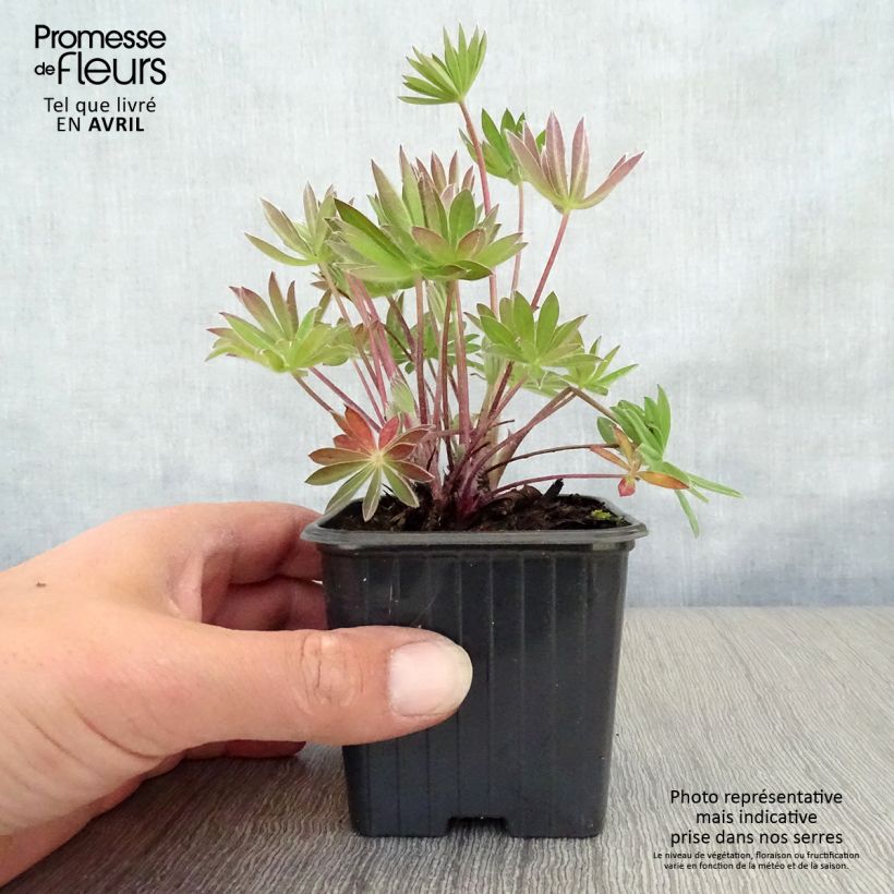 Exemplaar van Lupinus My Castle rood - Lupine Kweekpotje van 7/8 cm zoals geleverd in de lente