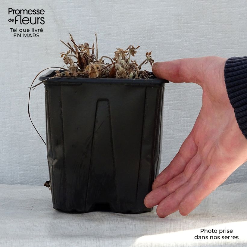 Exemplaar van Lupinus My Castle rood - Lupine Pot van 2 l/3 l zoals geleverd in de lente