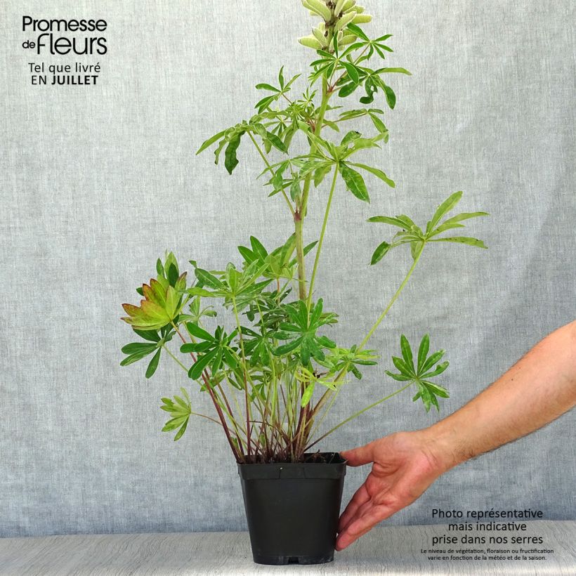 Exemplaar van Lupinus My Castle rood - Lupine Pot van 2 l/3 l zoals geleverd in de zomer