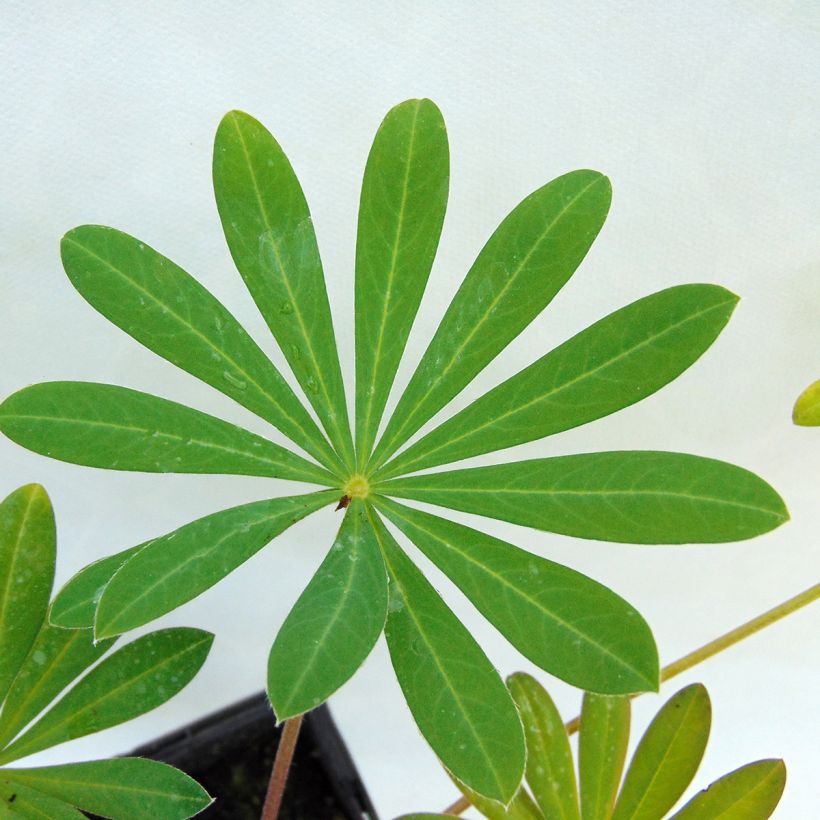 Lupinus West Country Manhattan Lights - Lupine (Foliage)
