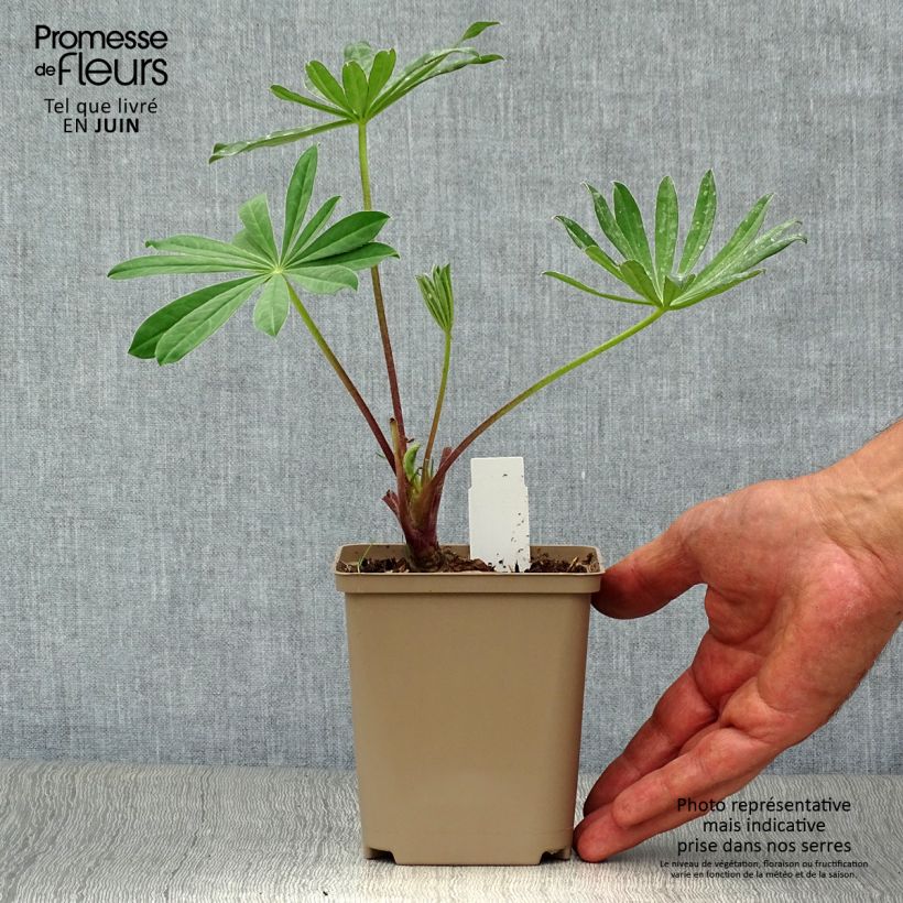 Exemplaar van Lupinus West Country Manhattan Lights - Lupine Kweekpotje van 8/9 cm zoals geleverd in de zomer