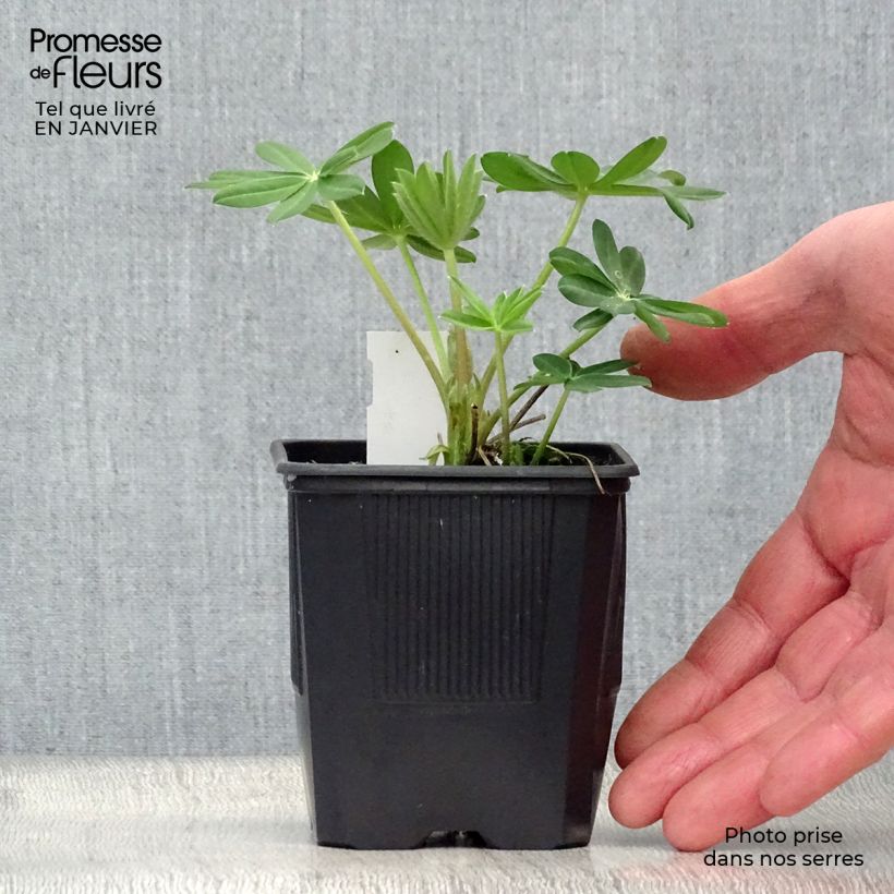 Example of Lupin West Country Manhattan Lights Kweekpotje van 8/9 cm as you get in hiver