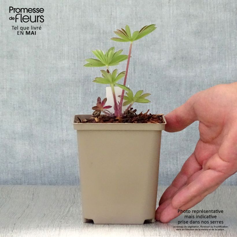 Exemplaar van Lupine West Country Persian Slipper - Lupine Pot van 10 cm/11 cm zoals geleverd in de lente