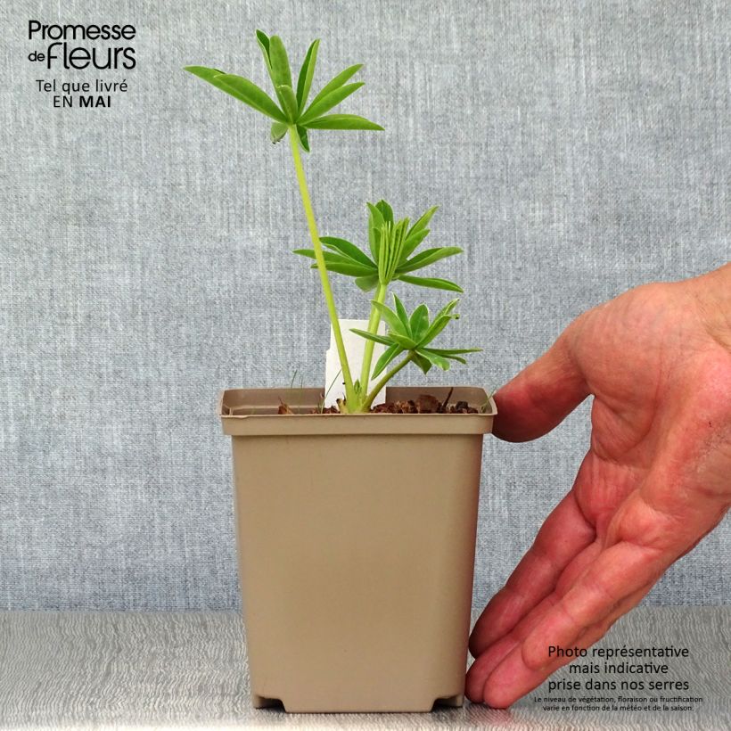 Exemplaar van Lupine West Country Polar Princess - Lupinus Pot van 10 cm/11 cm zoals geleverd in de lente